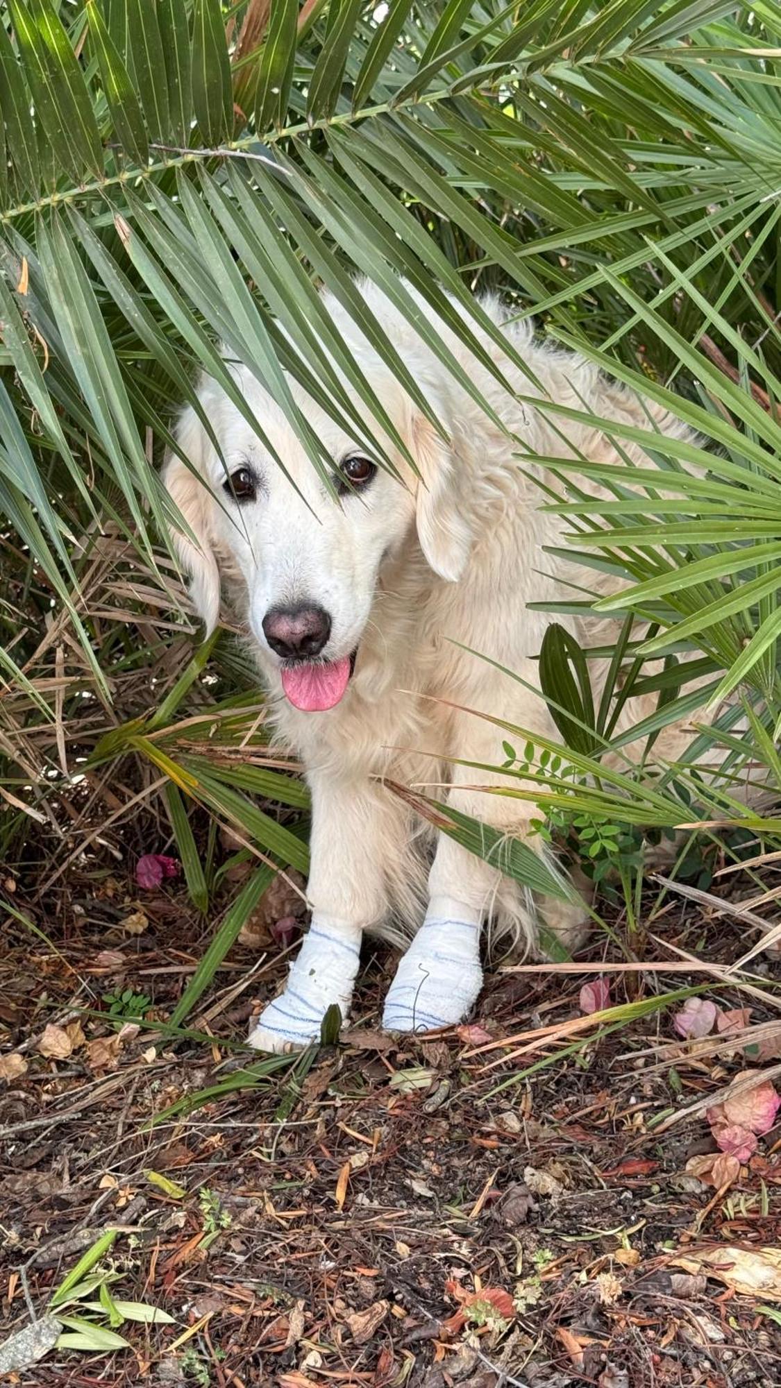 Willa Dona Maria 66 Praia Da Luz Zewnętrze zdjęcie